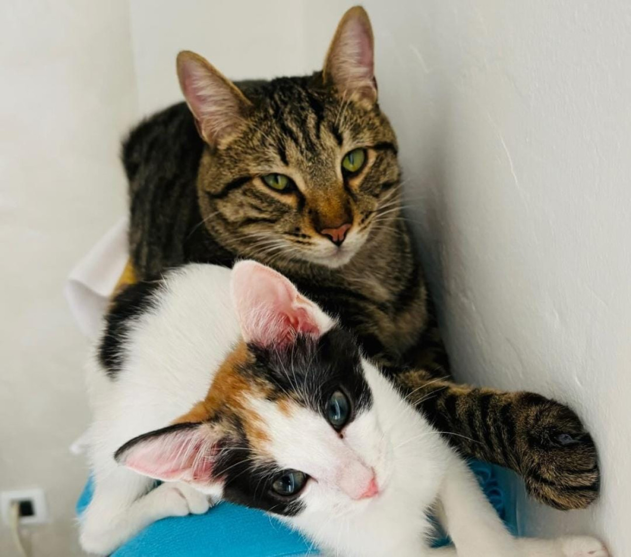 Ghiut y Nebulina, nombre de los gatos, quedaron solas tras la partida de su amiga canina. Foto: Instagram / @asyacutrino.