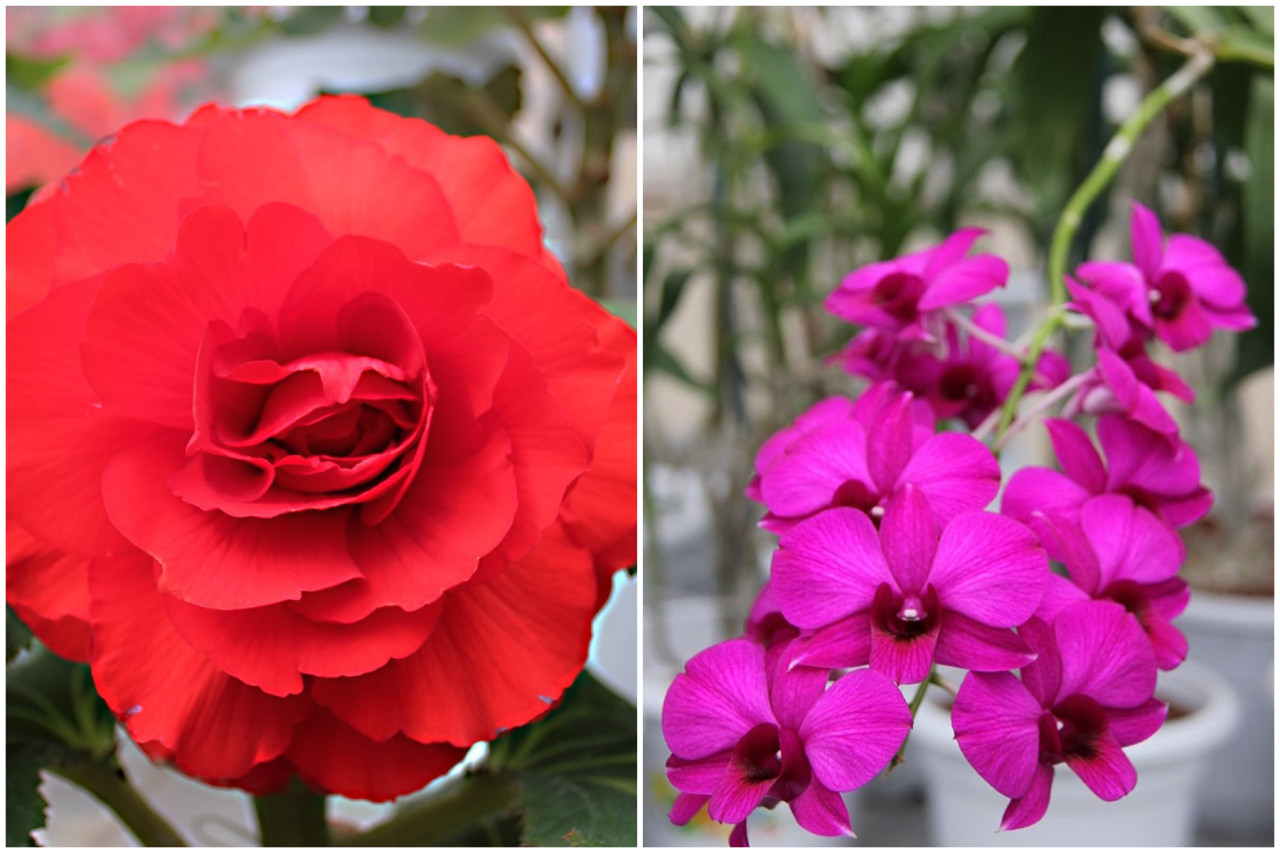 Kimjongilia y Kimilsungia, flores bautizadas en honor a líderes norcoreanos.