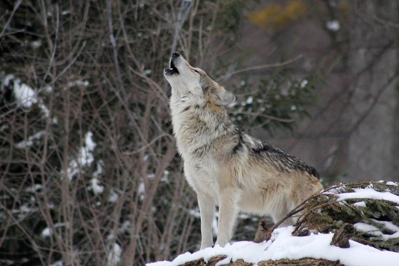 Aullido, mascotas, lobos. Foto: Unsplash