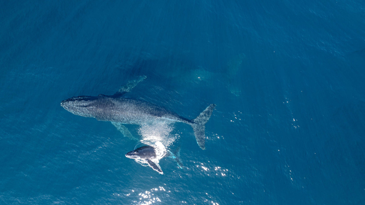 Ballenas. Foto: EFE.