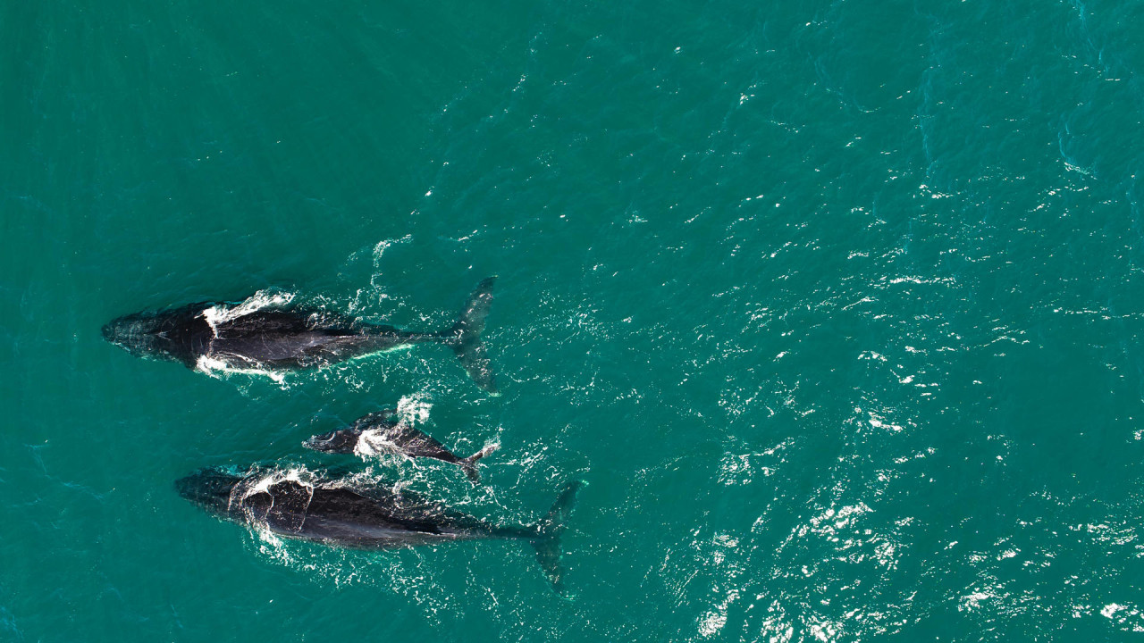 Ballenas. Foto: EFE.