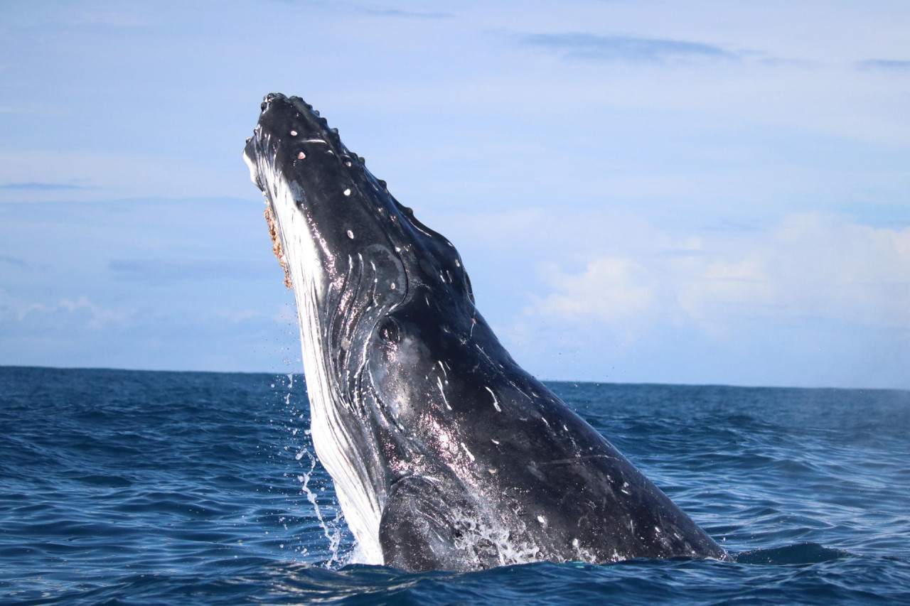 Ballenas. Foto: EFE.