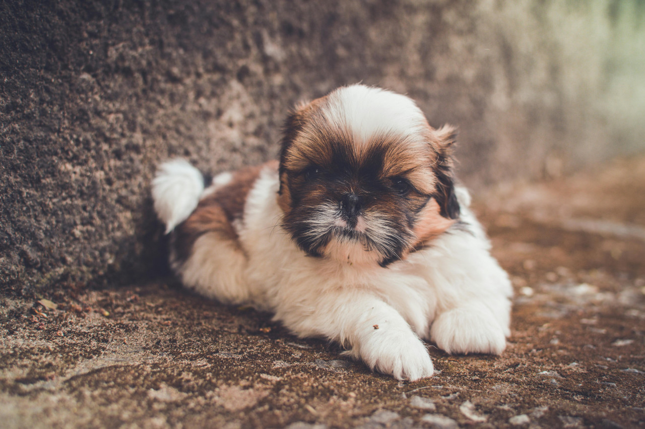 Shih Tzu. Fuente: Pexels