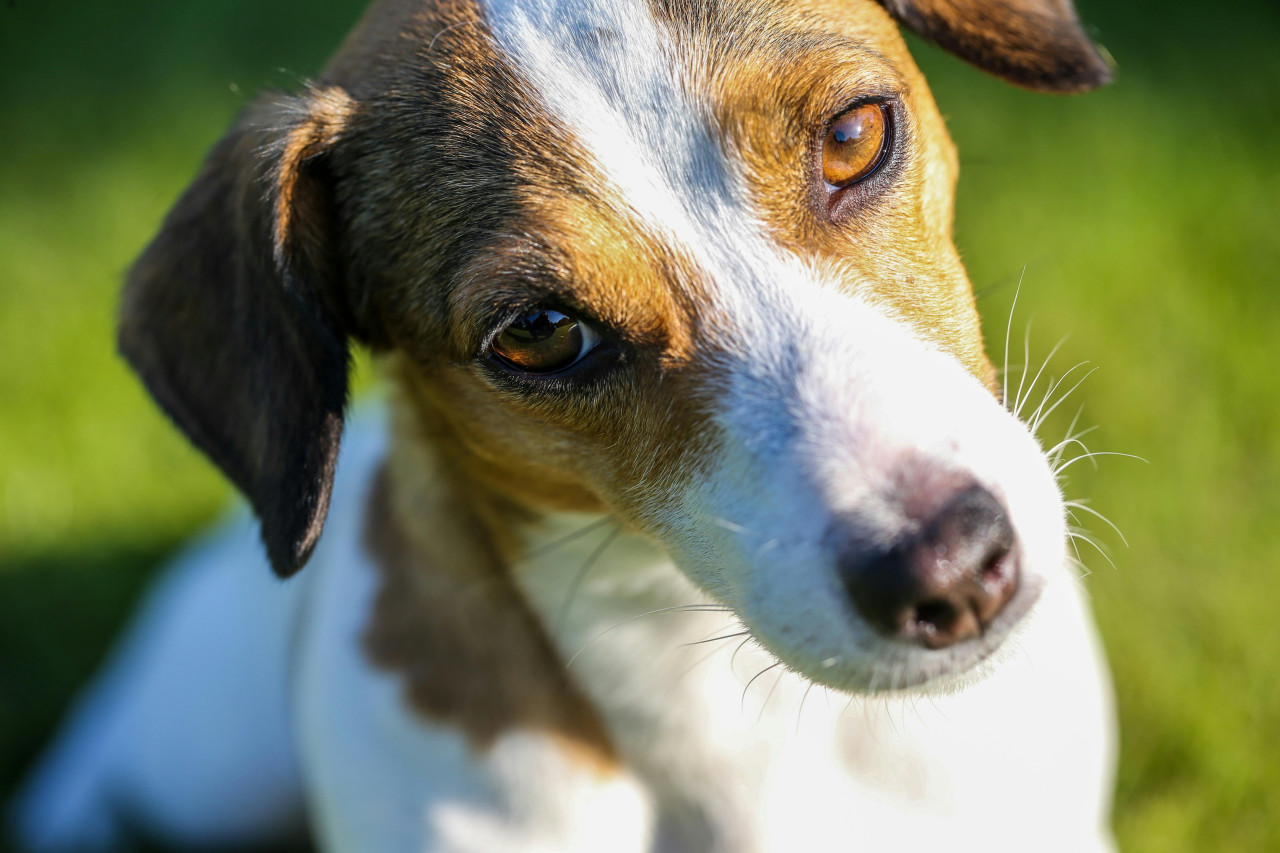 Jack Russell. Fuente: Pexels