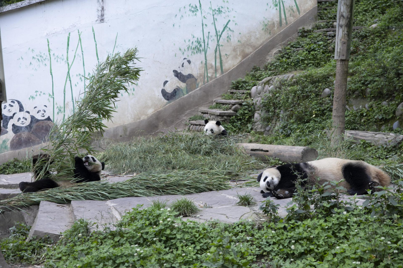 Osos pandas gigantes. Foto: EFE.