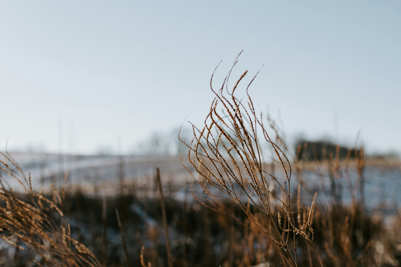 Hojas secas, plantas secas. Foto: Unsplash.