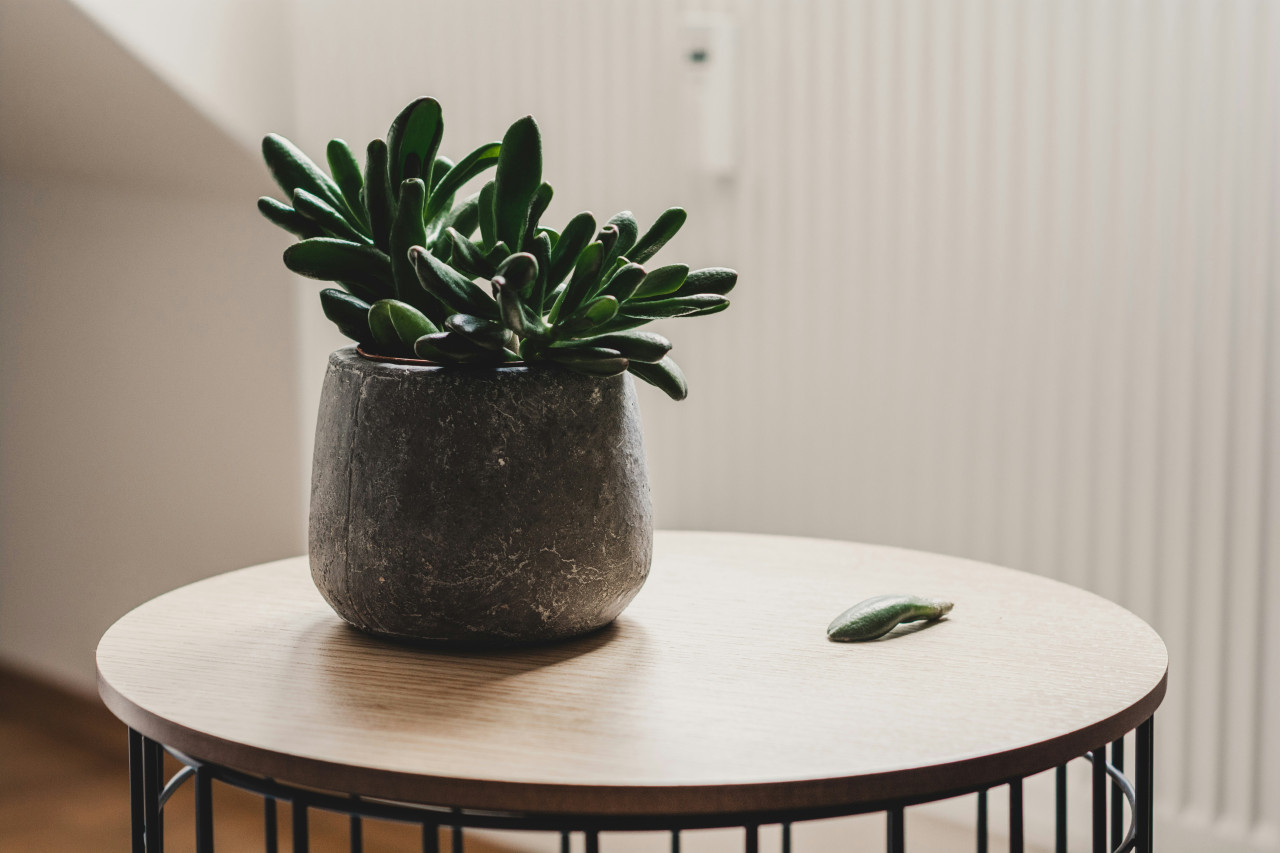 Plantas de interior. Fuente: Unsplash.