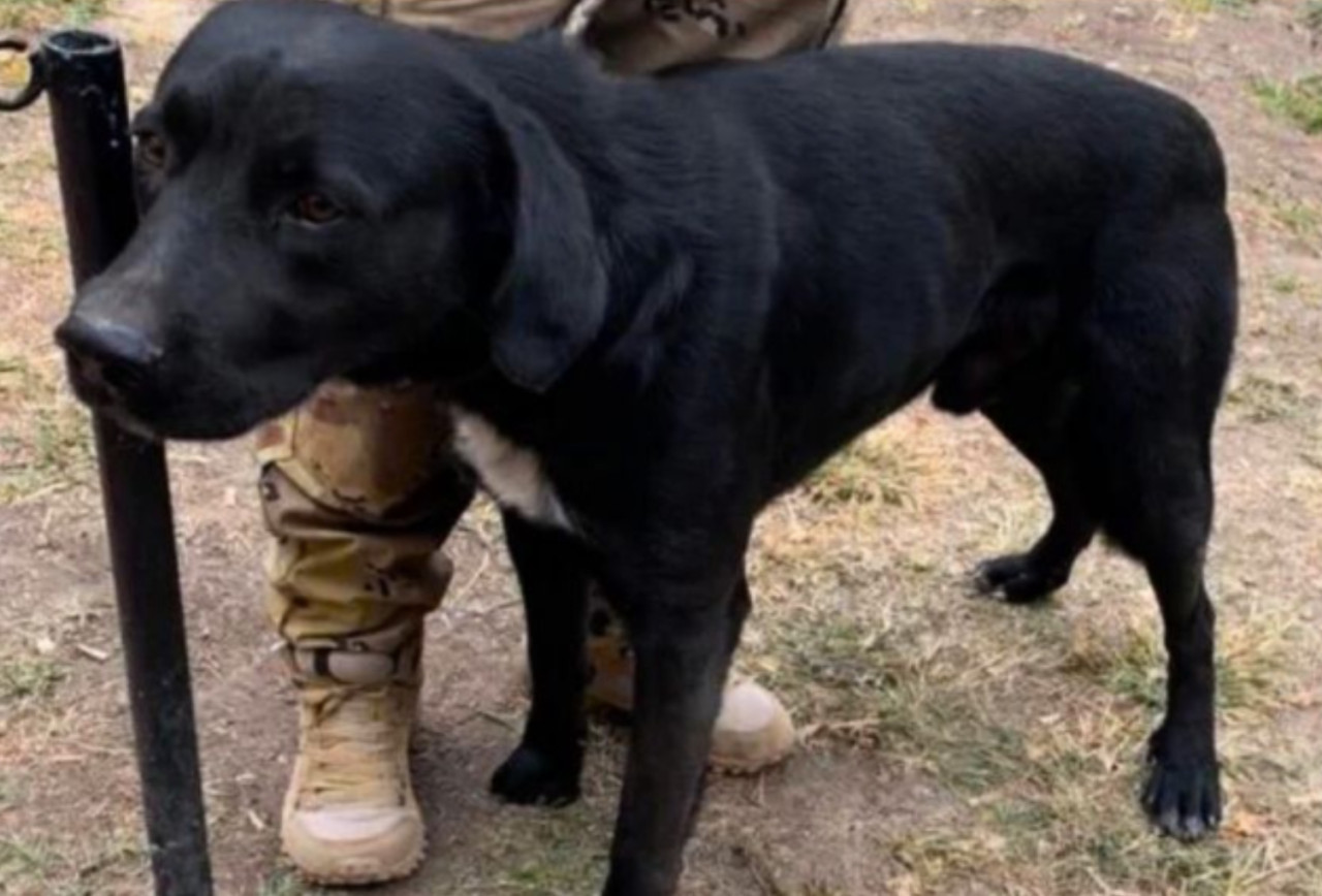 "Callejerito", el perro que salvó a tres nenes. Foto: gentileza Qué pasa salta.