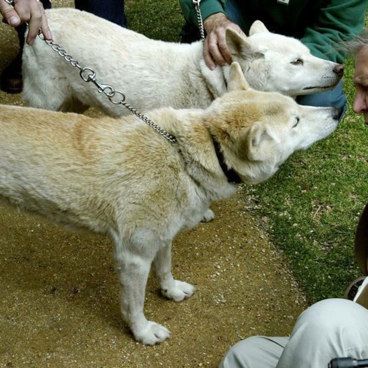 Dingo australiano. Foto: Reuters