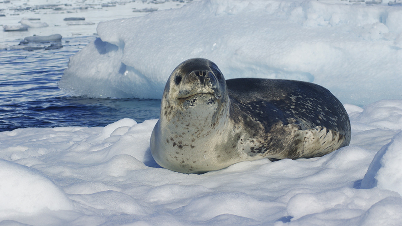 Foca leopardo. Foto: CONICET