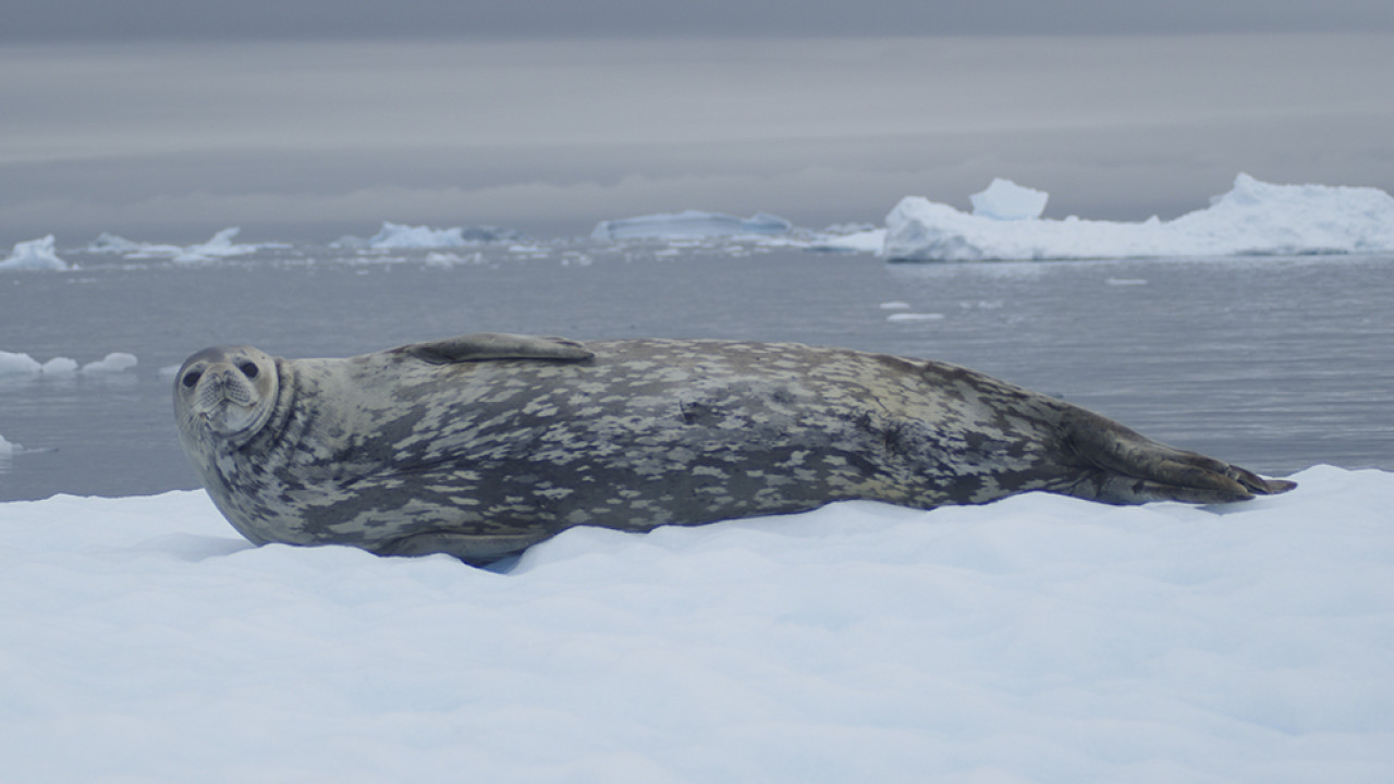 Foca de Weddell. Foto: CONICET