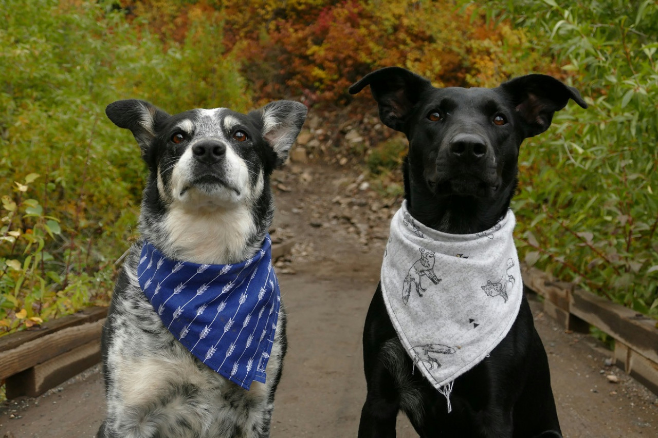 Perros; mascotas. Foto: Unsplash.