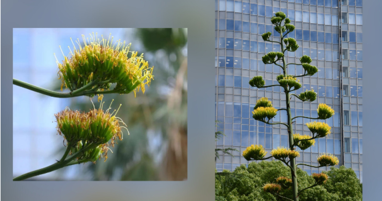 Una planta que florece solo una vez cada siglo abrió sus flores en un parque de Tokio. Foto: EFE.