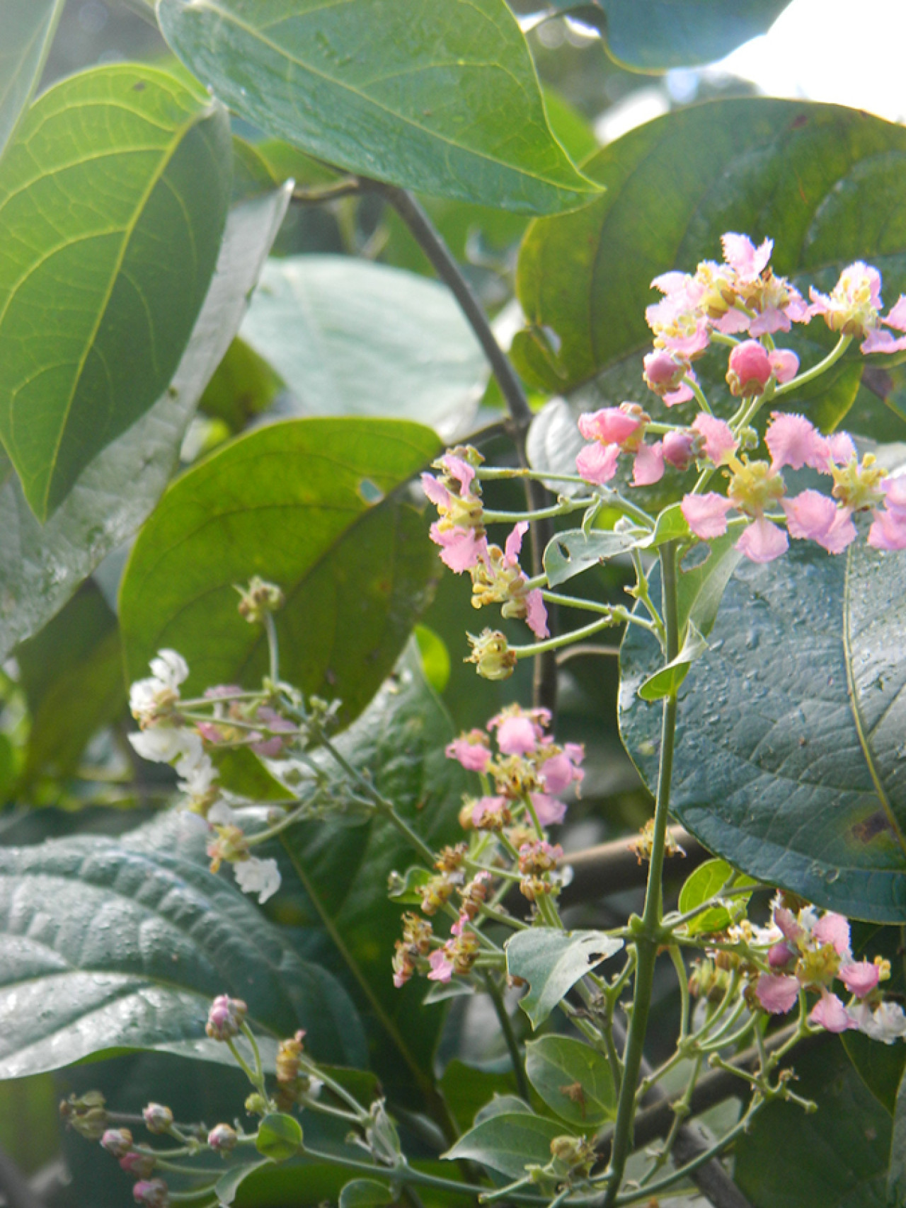 Ayahuasca. Foto: Wikipedia.