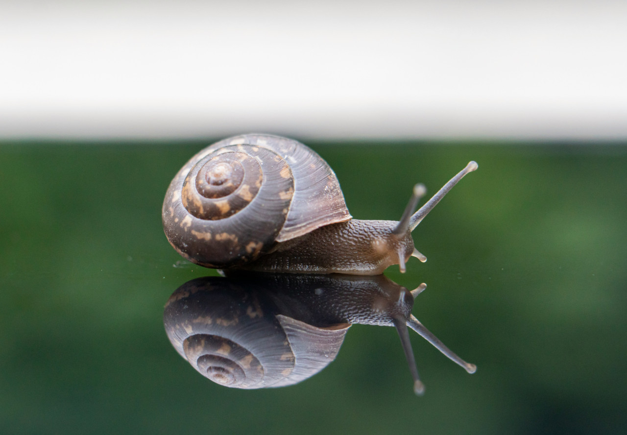 Caracol. Foto: Unsplash