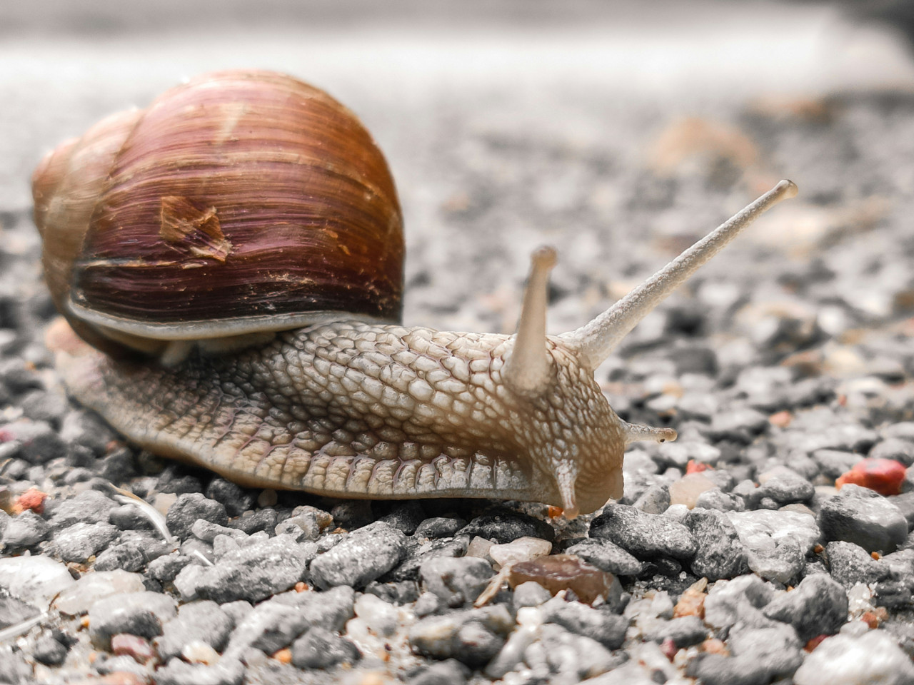 Caracol. Foto: Unsplash