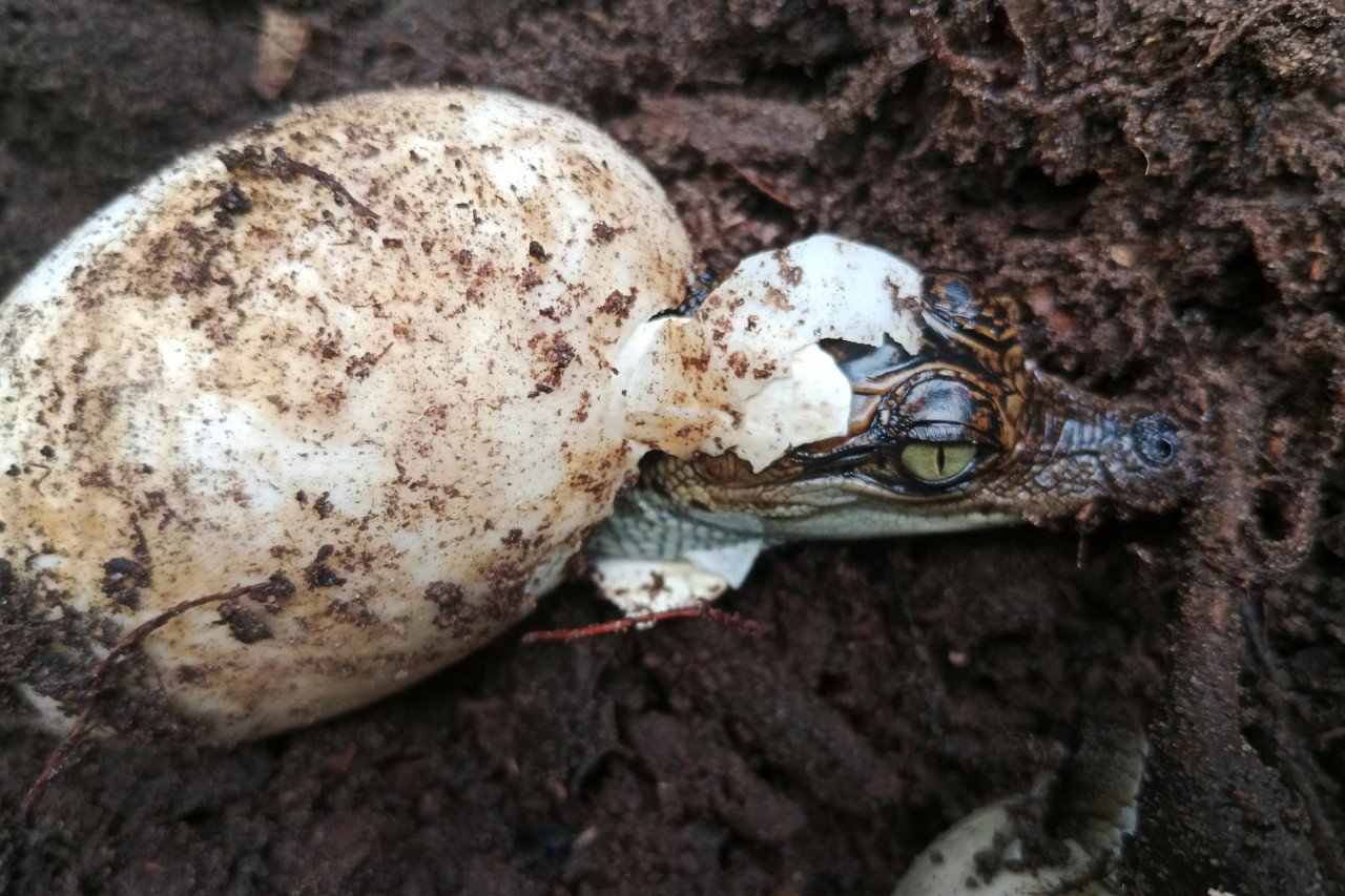 Nacen 60 crías del casi extinto cocodrilo siamés en una zona selvática de Camboya. Foto: EFE.