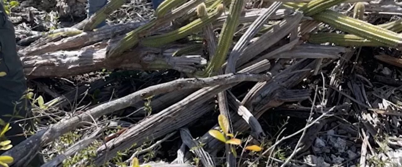 El cactus arbóreo de Cayo Largo en Florida sufre la extinción. Foto: captura de video.