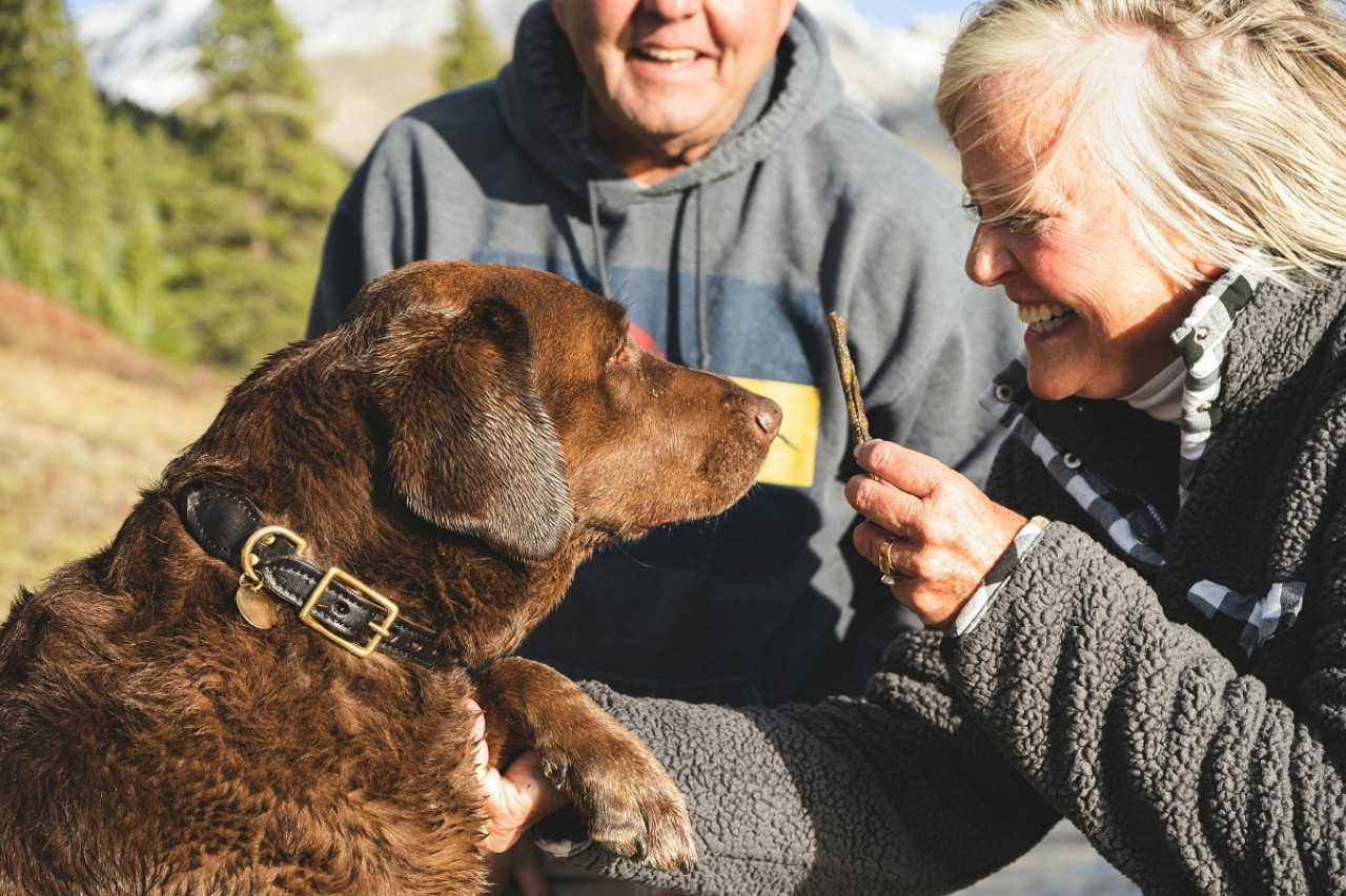 Perros; mascotas; humanos. Foto: Unsplash.