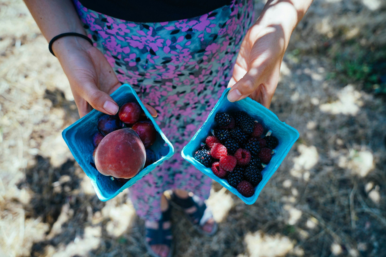 Frutas, alimento, fibra, dieta saludable. Foto: Unsplash