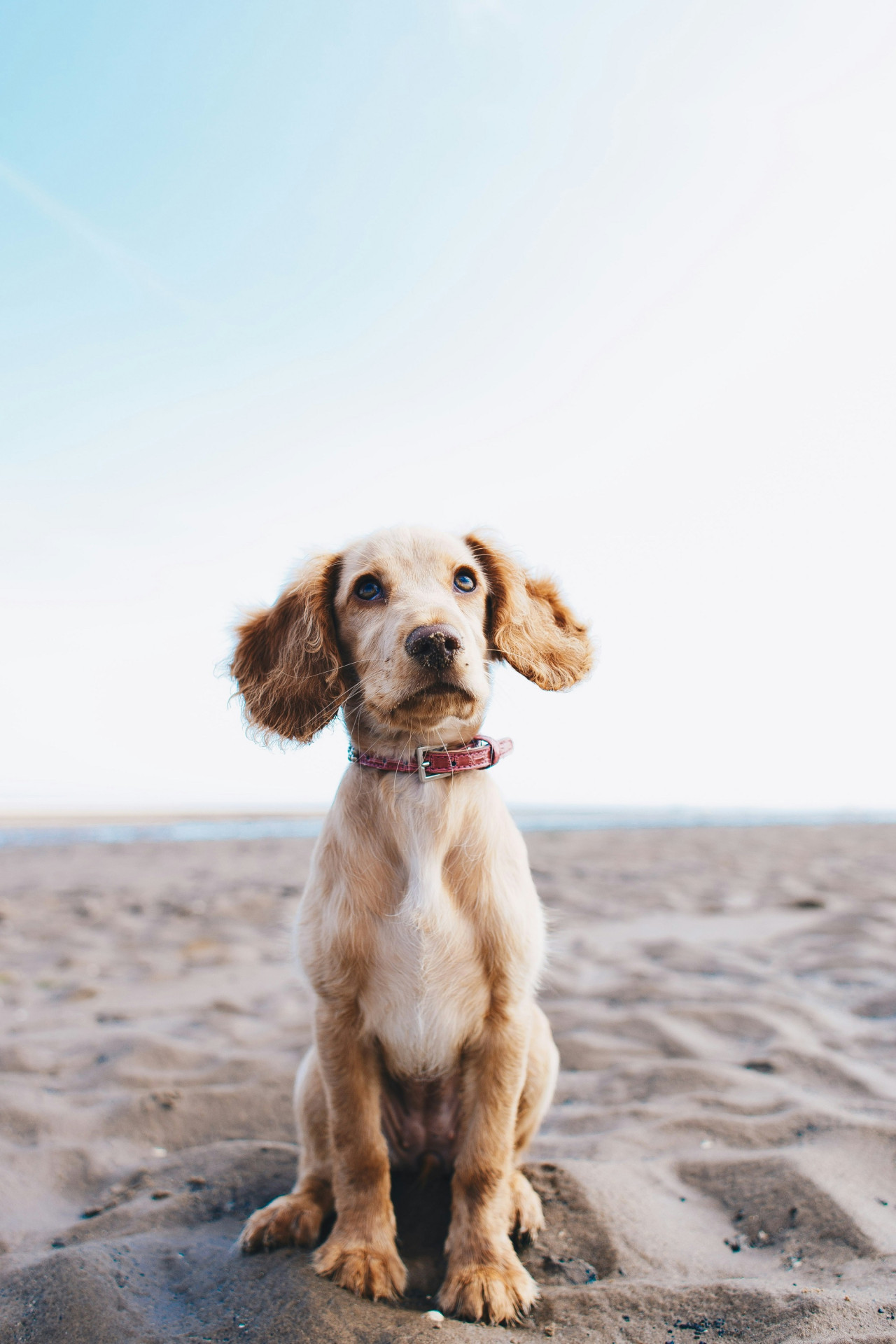 Perro. Foto Unsplash.