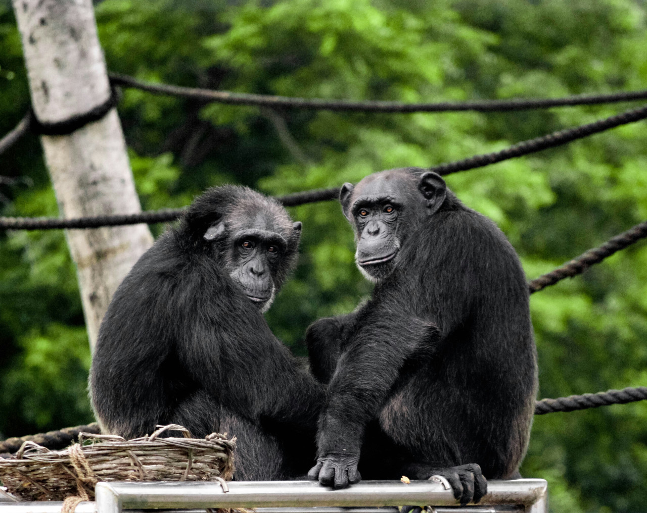 Chimpancés, monos, animales. Foto: Unsplash