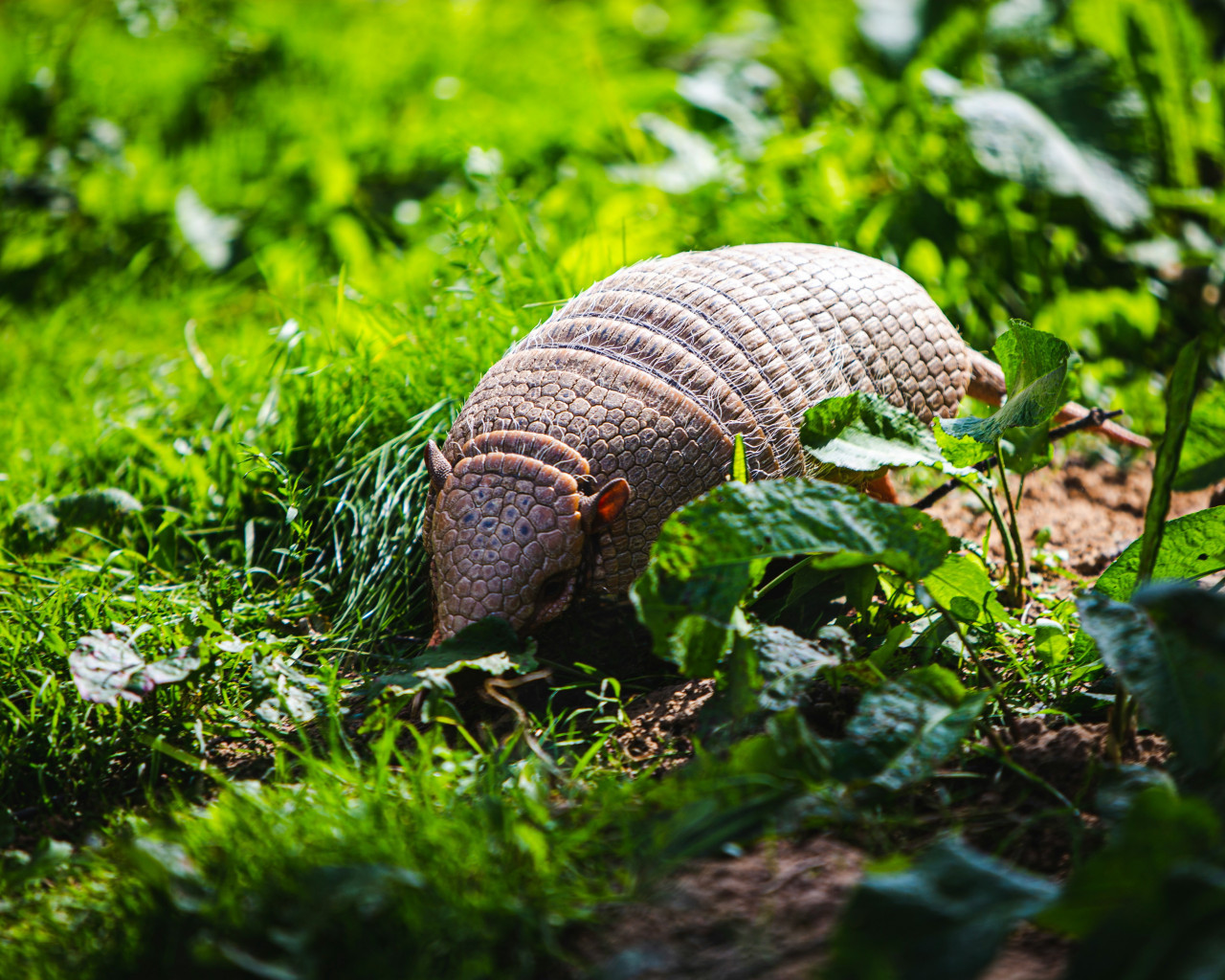 Armadillo. Foto: Unsplash