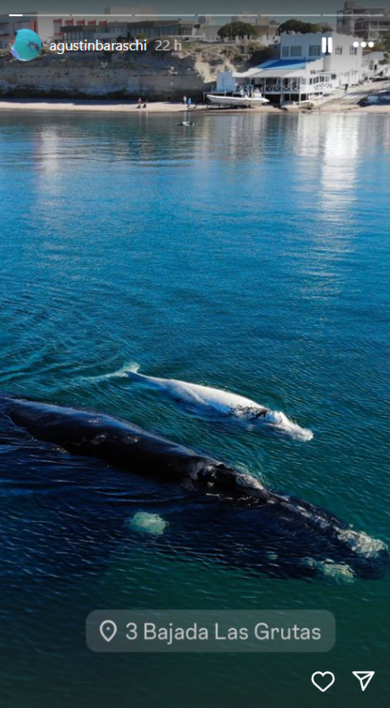 Un ballenato blanco y una ballena navegan juntos. Foto: captura video Instagram/agustinbaraschi