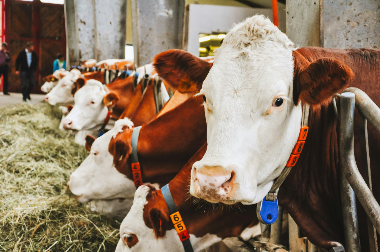 Vacas. Foto: Unsplash