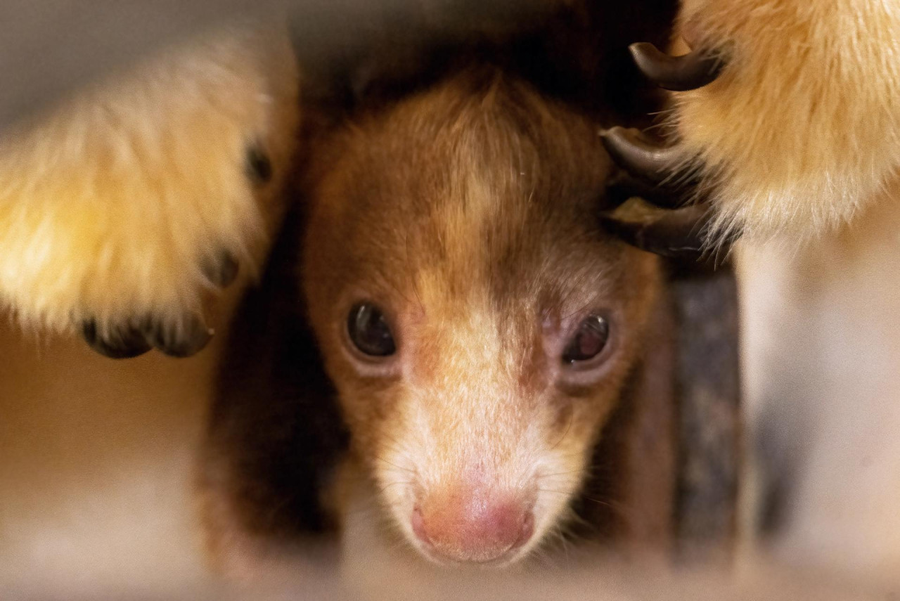 El Zoológico de Miami da la bienvenida a un canguro arborícola, en peligro de extinción. Foto: EFE.