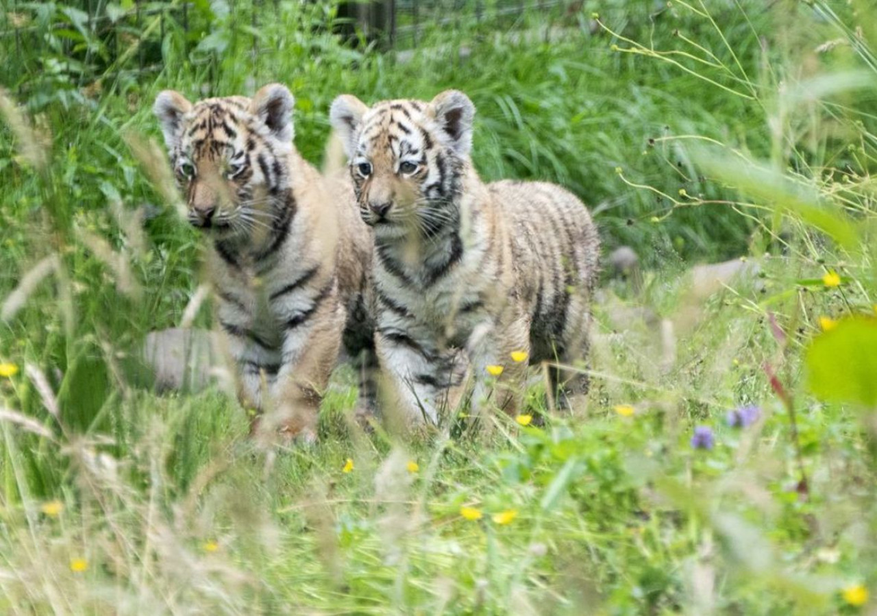 Leopardo Amur. Foto: X