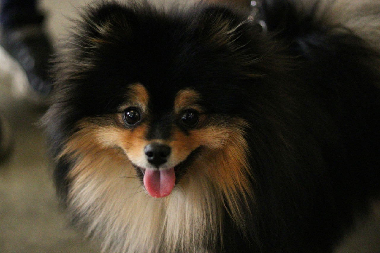 Perros, felicidad. Foto Unsplash.