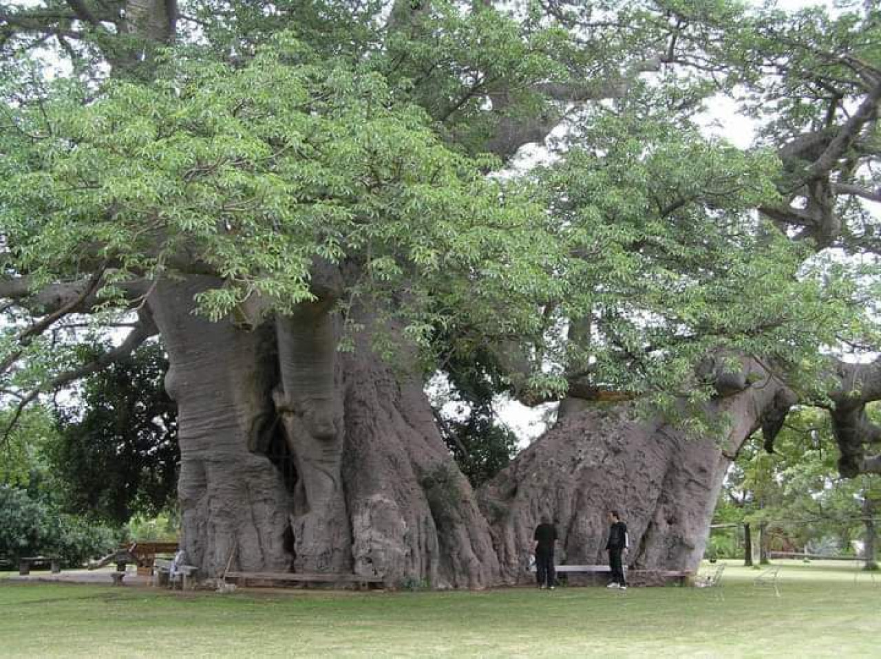 Baobab, árbol. Foto: X