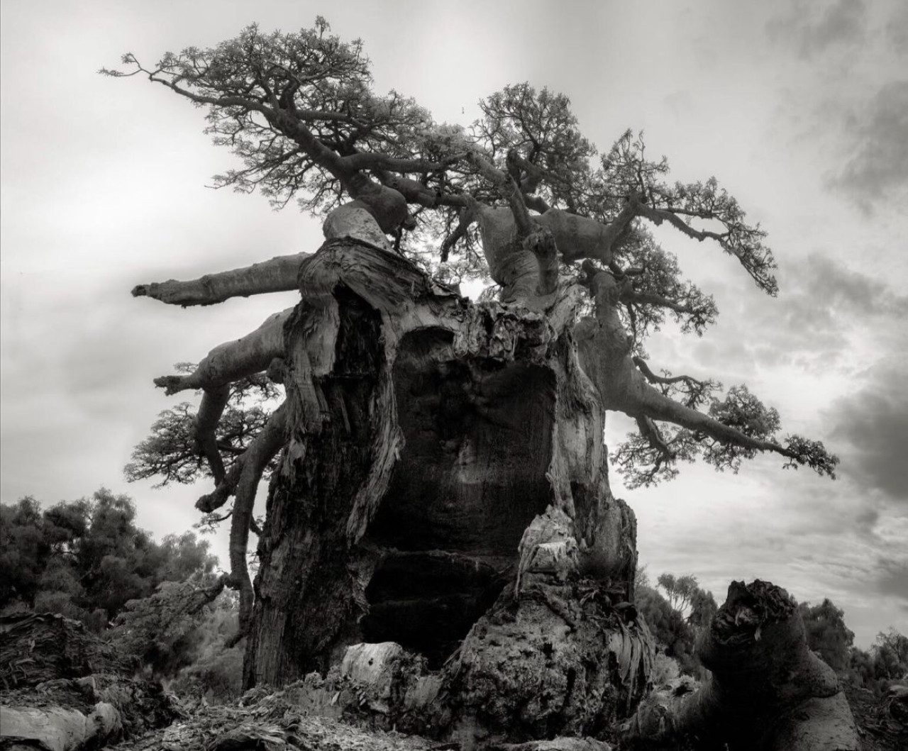 Baobab, árbol. Foto: X