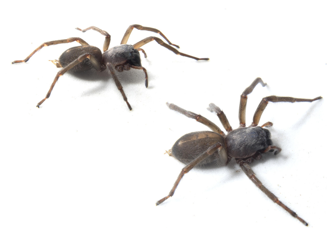 Descubren una nueva especie de araña de saco en la Amazonía de Ecuador. Foto: EFE.