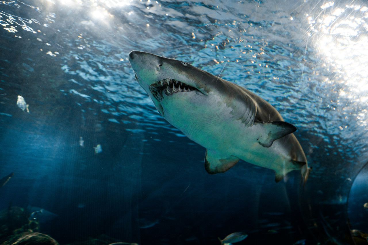 Tiburón blanco. Foto: Unsplash