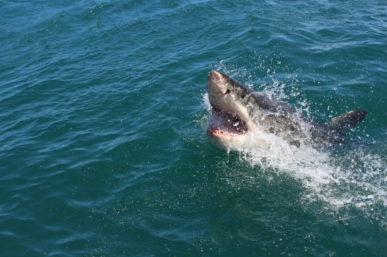 Tiburón blanco. Foto: Unsplash