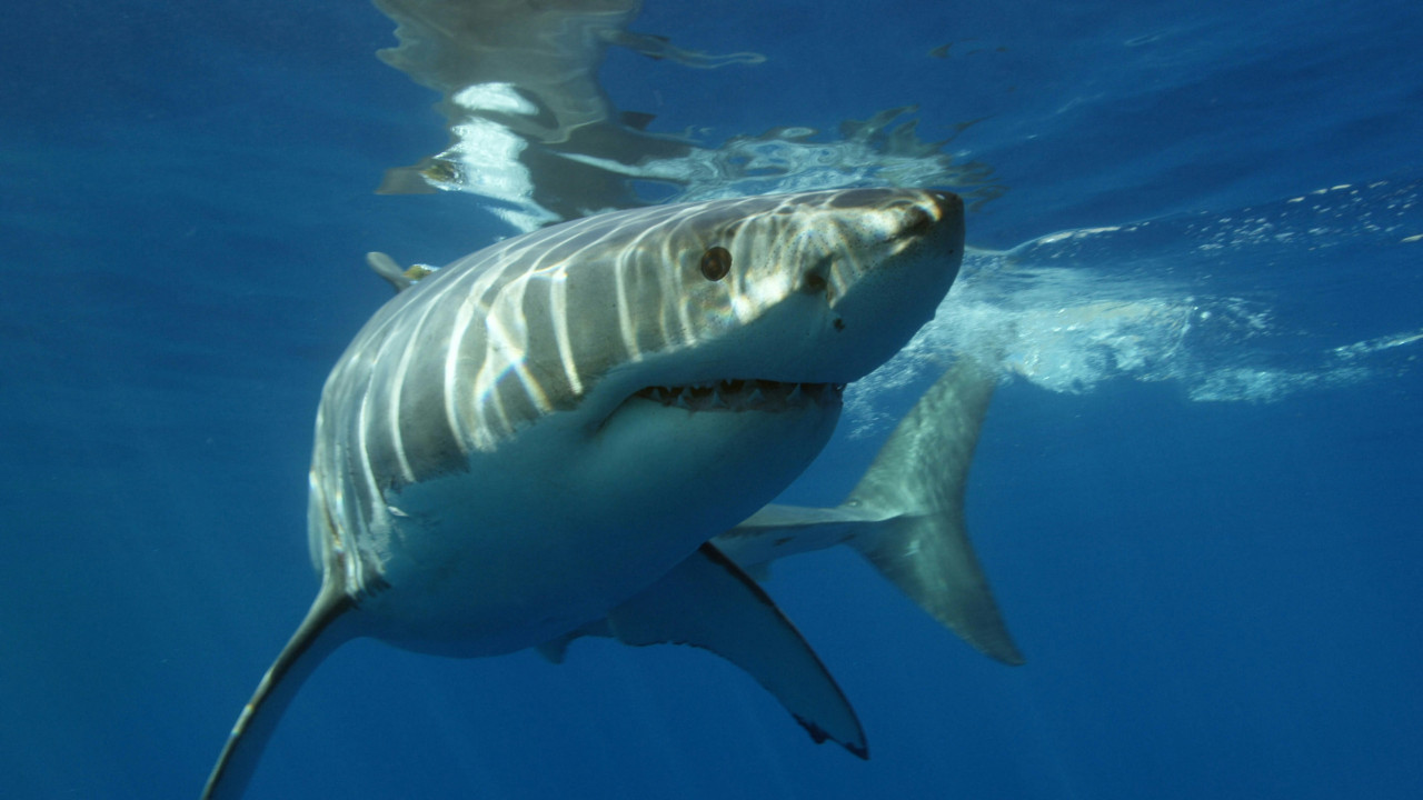 Tiburón blanco. Foto: Unsplash