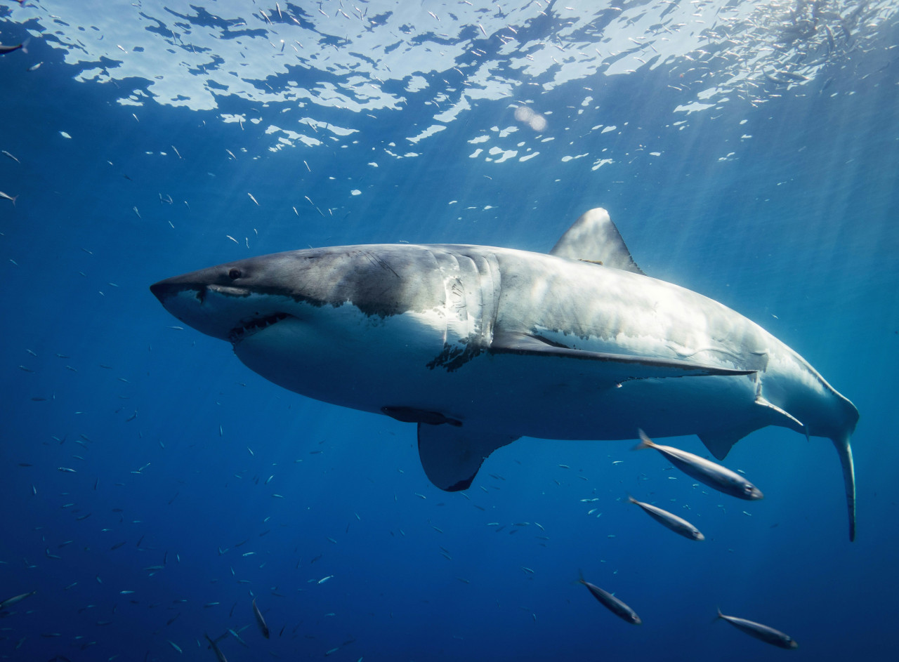 Tiburón blanco. Foto: Unsplash