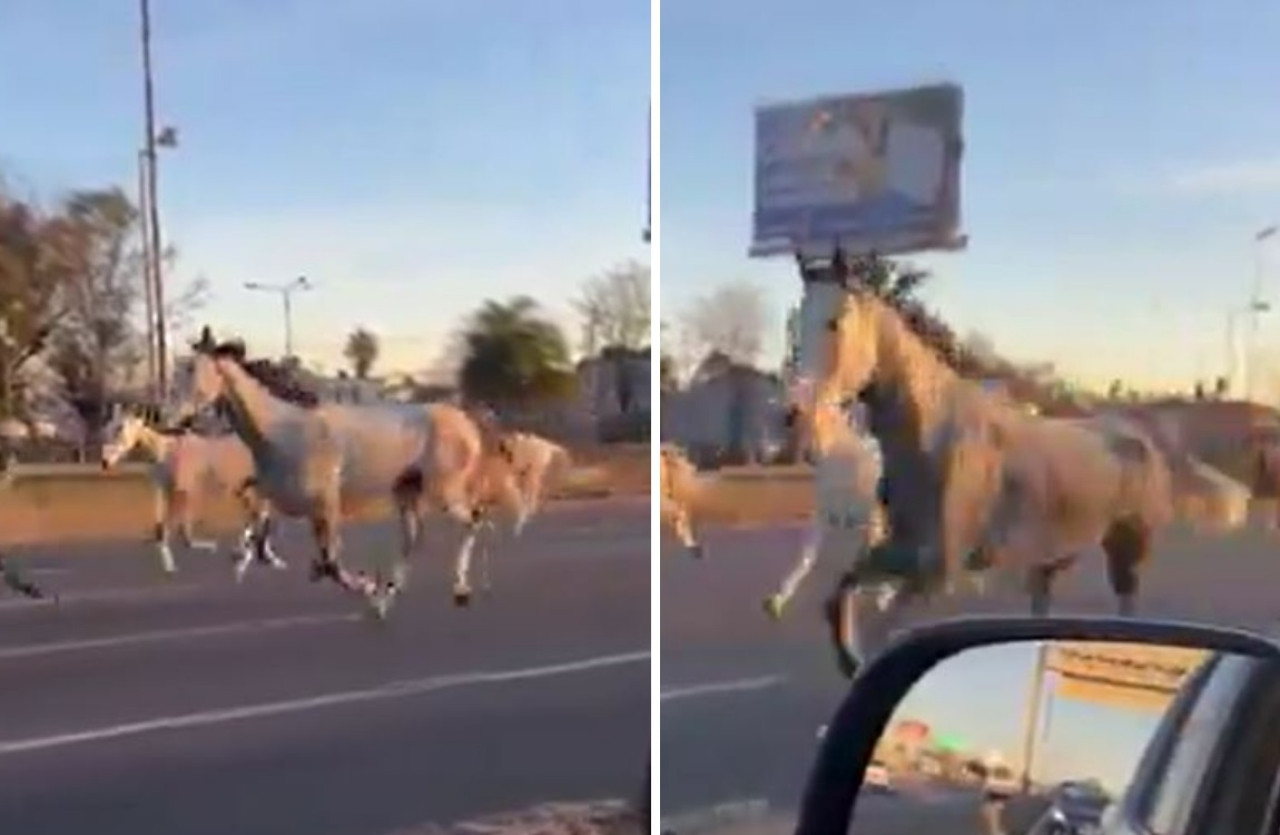 Caballos en la autopista Panamericana. Foto: captura de video.