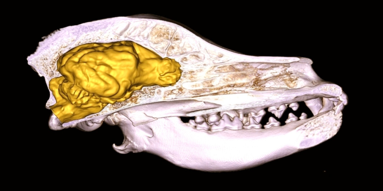 El cerebro del perro es más pequeño que el del lobo. Fuente: Captura.