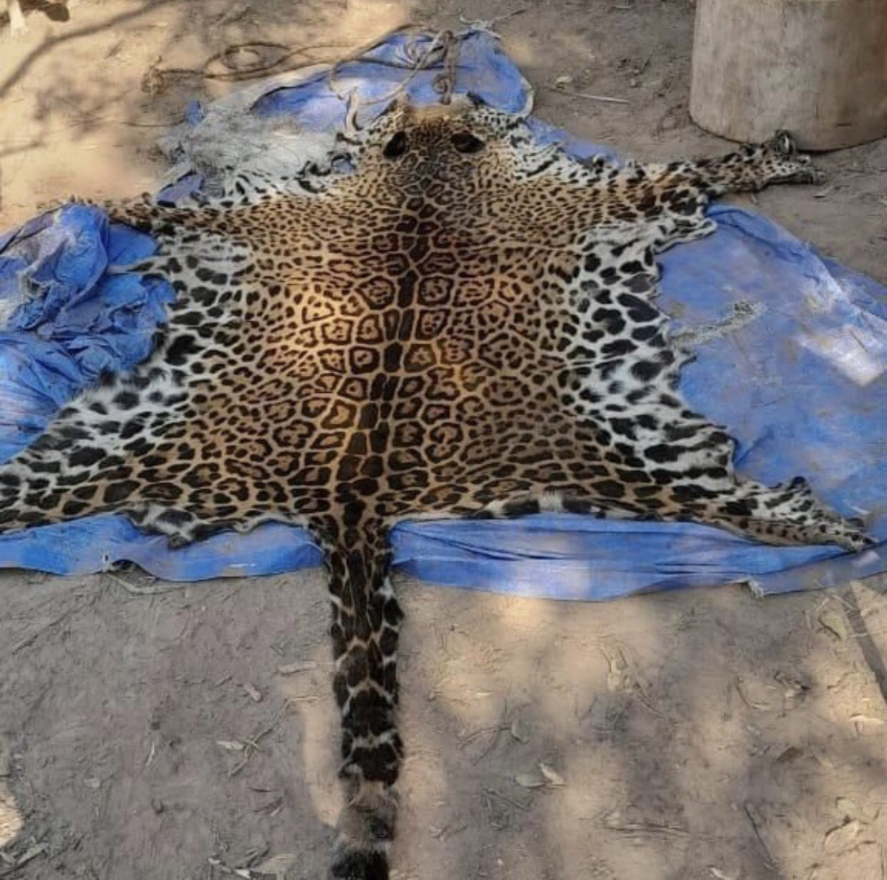 Yaguareté asesinado en Formosa. Foto: X