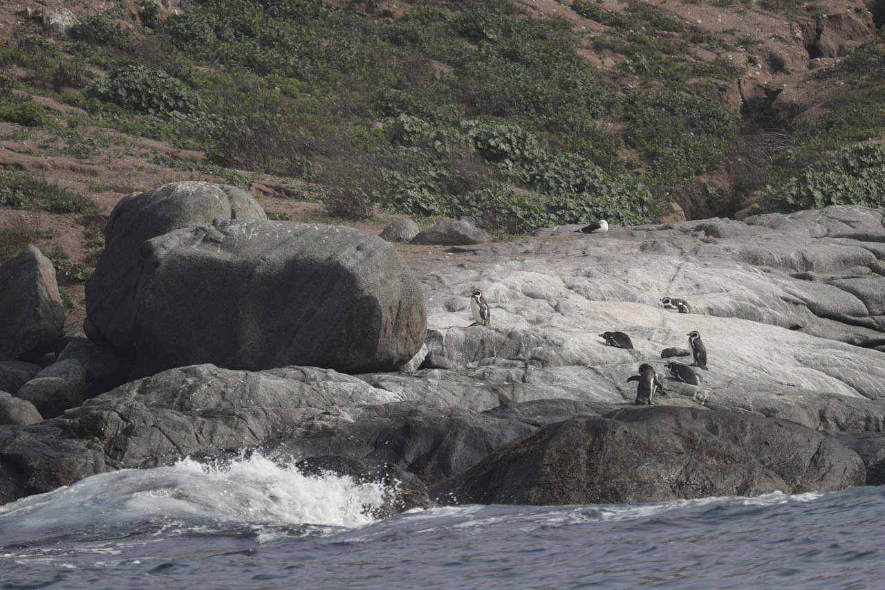 Pingüinos de Humboldt en Chile. Foto: EFE.