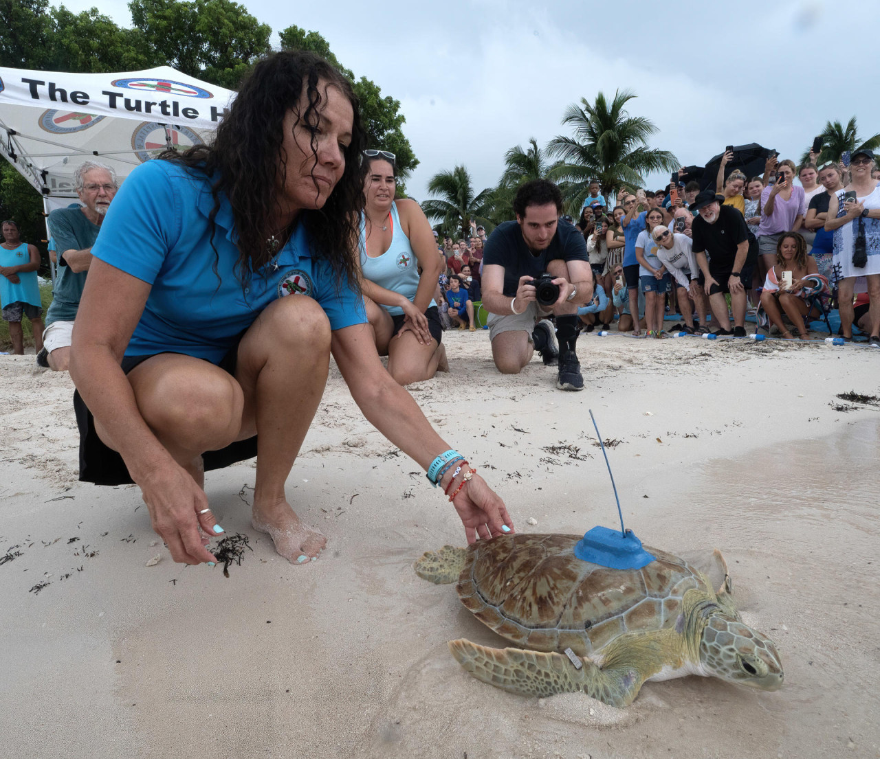 Liberan en los Cayos de Florida a una rehabilitada tortuga marina. Foto: EFE.