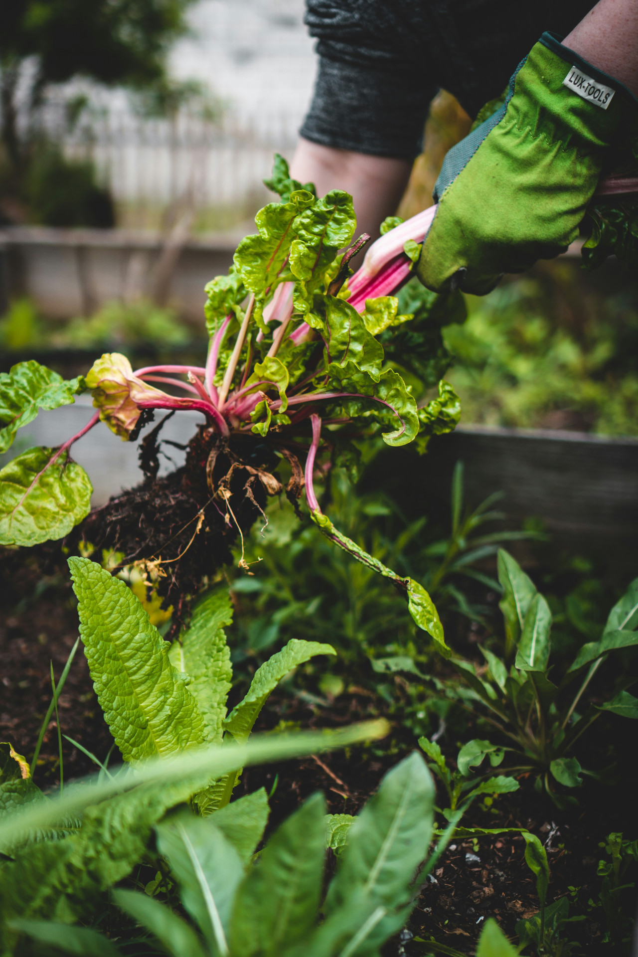 Lechuga, verduras. Foto: Unsplash