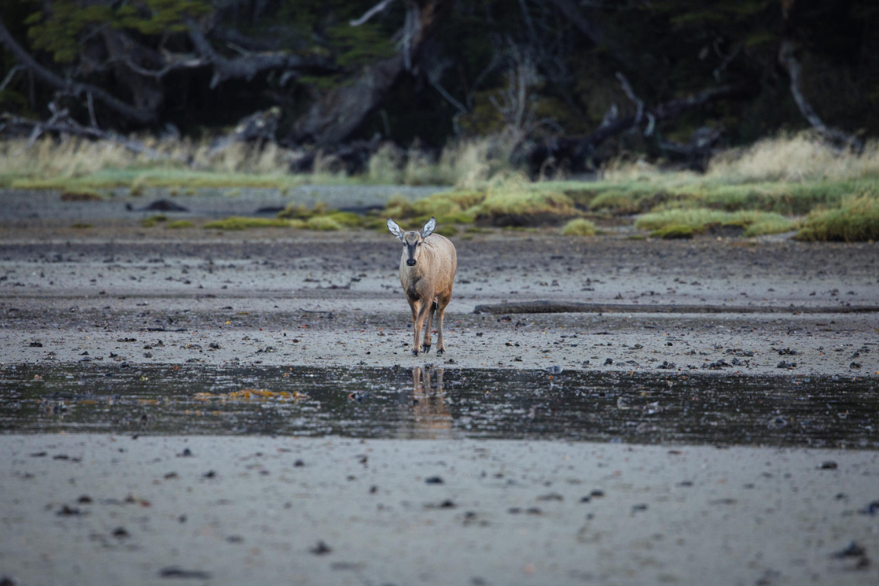 Huemul. Foto: EFE