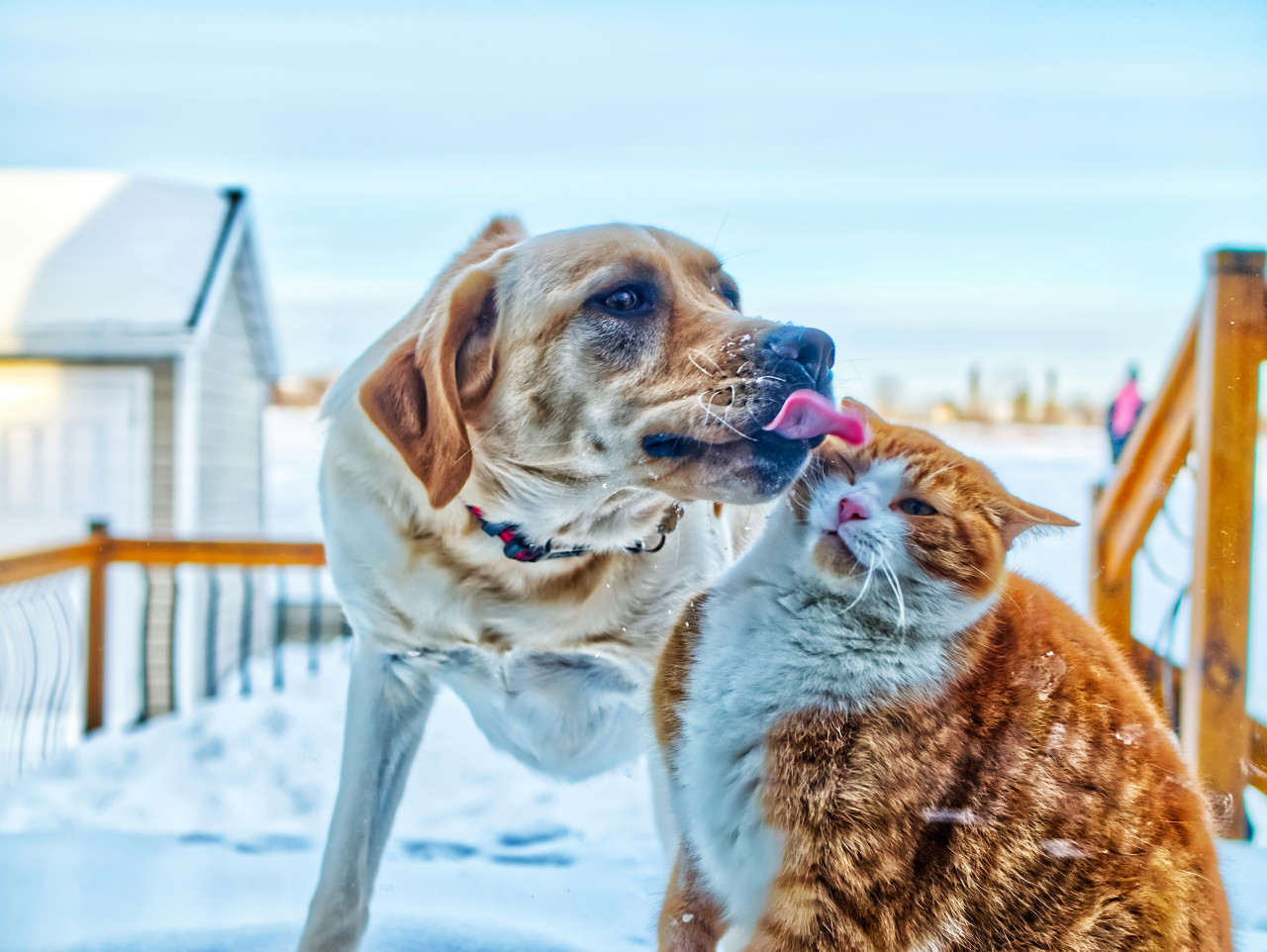 Perros y gatos. Foto: Unsplash