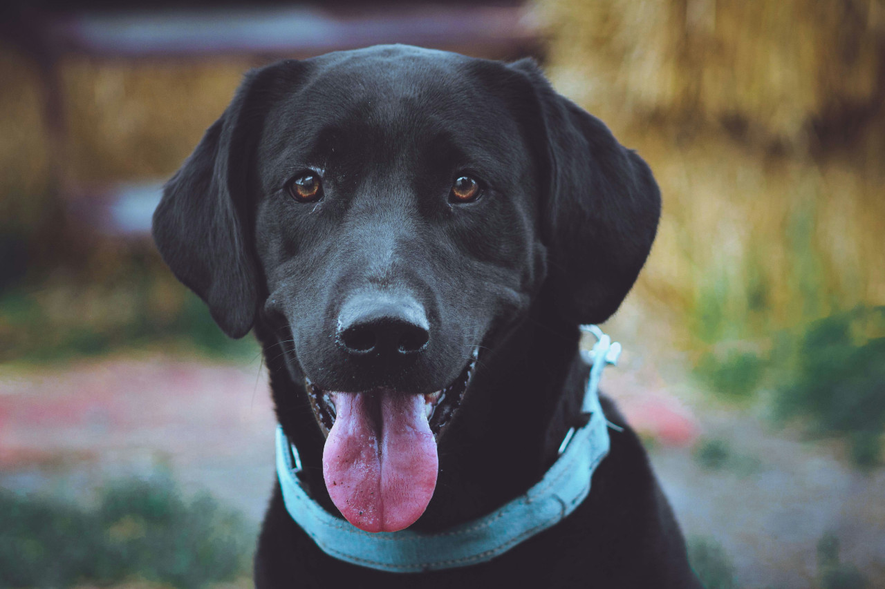 Labrador, perro. Foto: Unsplash