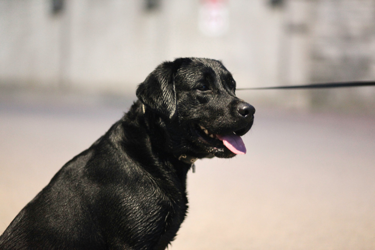 Labrador, perro. Foto: Unsplash