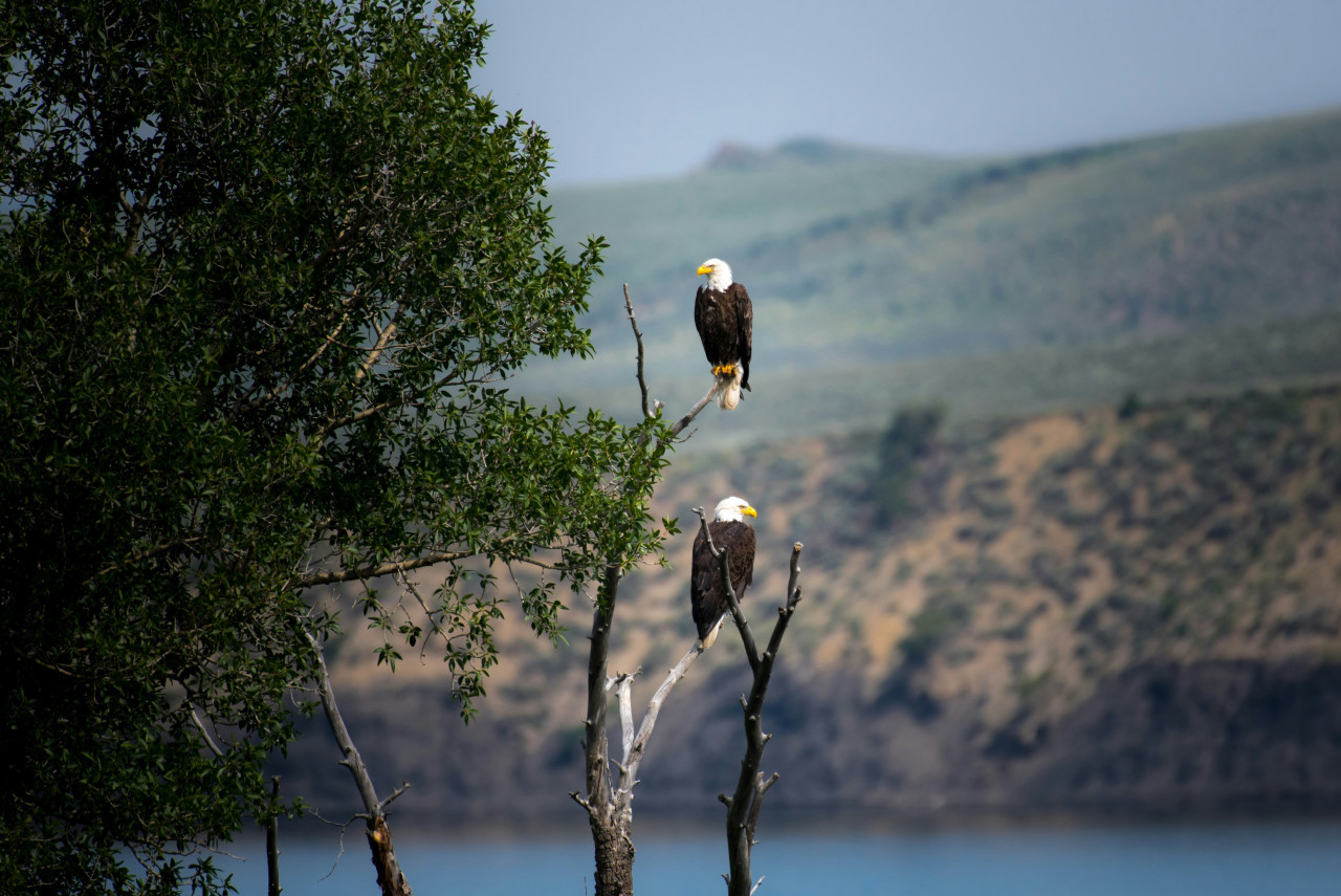 Aguilas. Foto: Unsplash.